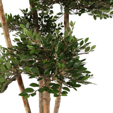 ELM TREE 150CM GREEN