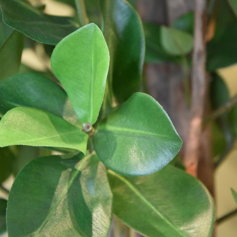 CLUSIA TREE 120CM GREEN