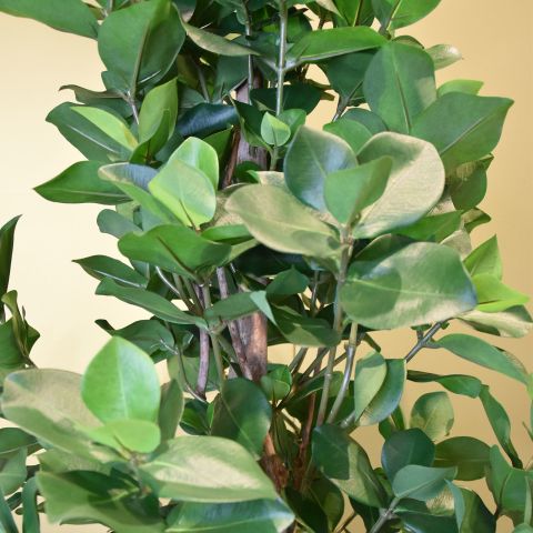 CLUSIA TREE 120CM GREEN