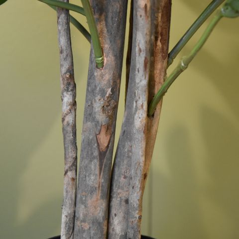 CLUSIA TREE 120CM GREEN