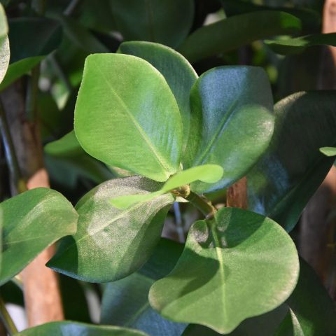CLUSIA TREE 170CM GREEN