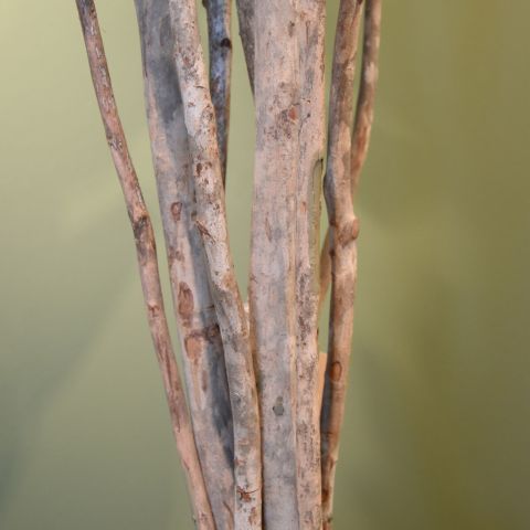 CLUSIA TREE 170CM GREEN