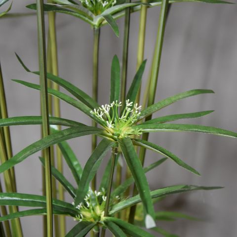 CYPERUS PLANT X 32 190CM GREEN