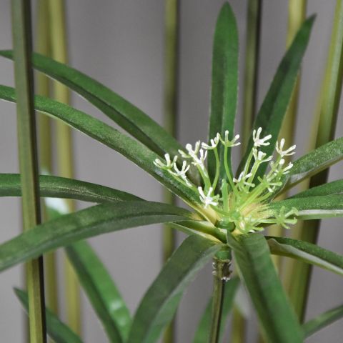 CYPERUS PLANT X 32 205CM GREEN