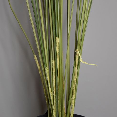 CYPERUS PLANT X 32 205CM GREEN