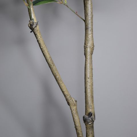 SHIKIBA TREE 130CM GREEN