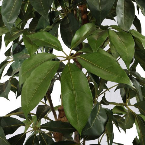 SCHEFFLERA TREE 195CM GREEN