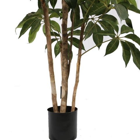 SCHEFFLERA TREE 195CM GREEN