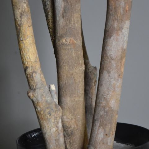 SCHEFFLERA TREE 195CM GREEN