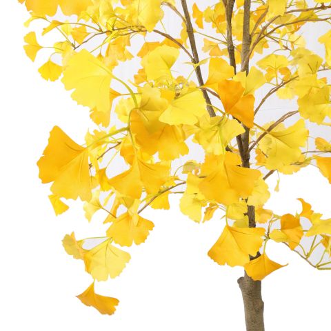 GOLDEN GINGKO 180CM YELLOW