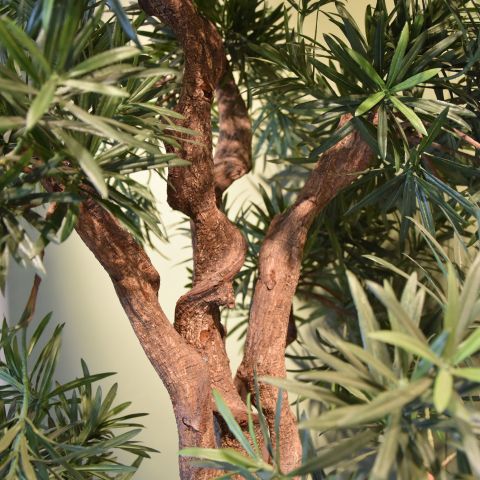 PODOCARPUS TREE X7 175CM GREEN