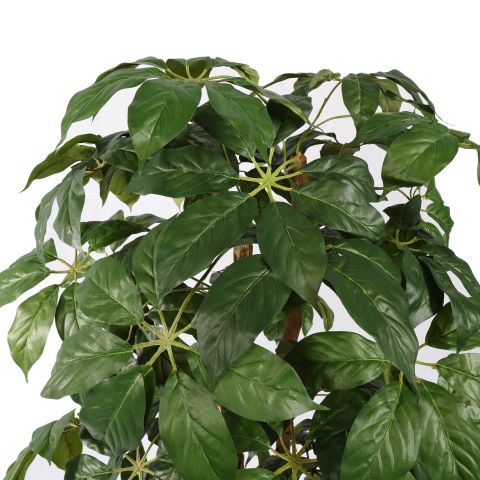 SCHEFFLERA 150CM GREEN