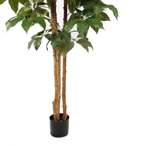 SCHEFFLERA 150CM GREEN
