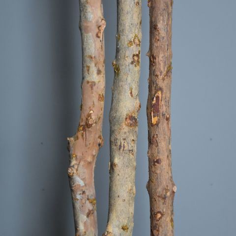 SCHEFFLERA 150CM GREEN