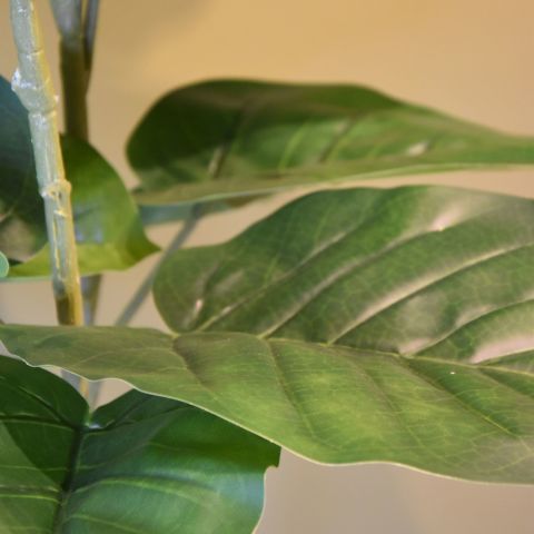 FICUS UMBELLATA 120CM GREEN