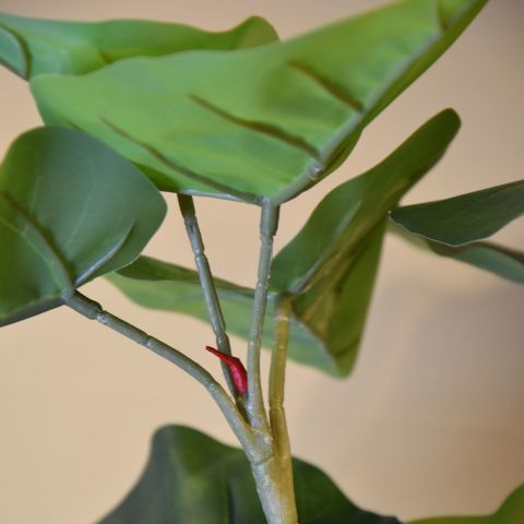 FICUS UMBELLATA 120CM GREEN