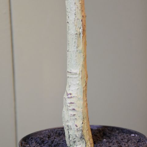FICUS UMBELLATA 120CM GREEN