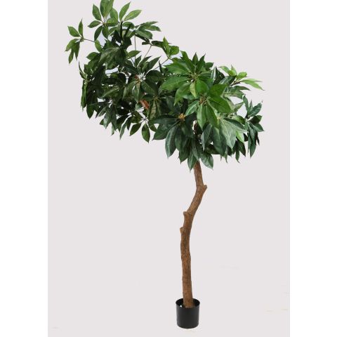 GIANT SHEFFLERA CLOUD TREE 240CM GREEN