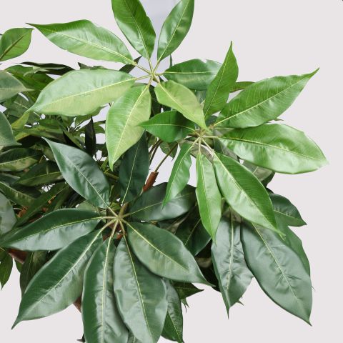GIANT SHEFFLERA CLOUD TREE 240CM GREEN