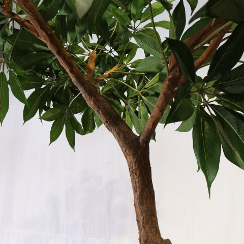 GIANT SHEFFLERA CLOUD TREE 240CM GREEN