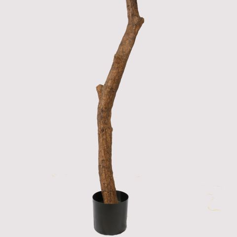 GIANT SHEFFLERA CLOUD TREE 240CM GREEN