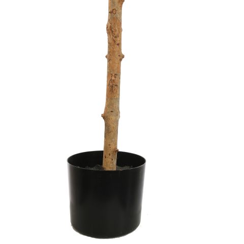 FIDDLE LEAF TREE 150CM GREEN