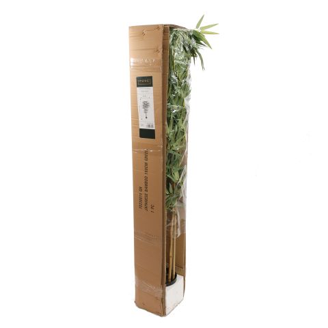 FIDDLE LEAF TREE 150CM GREEN