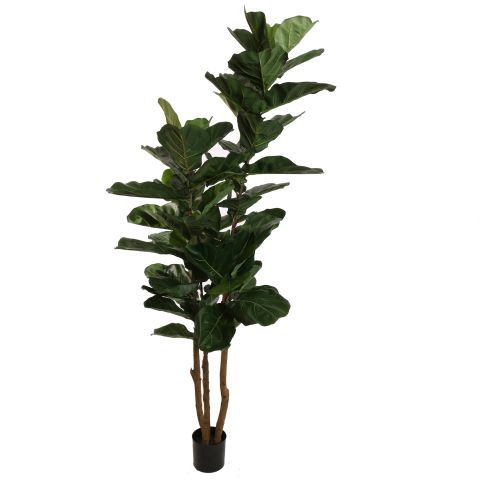FIDDLE LEAF TREE 200CM GREEN