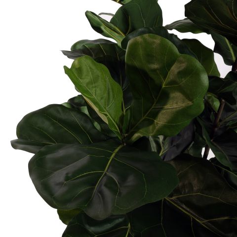 FIDDLE LEAF TREE 200CM GREEN