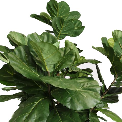 FIDDLE LEAF TREE 250CM GREEN