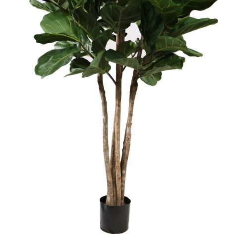 FIDDLE LEAF TREE 250CM GREEN