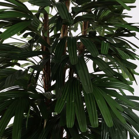 RHAPSIS PALM X6 200CM GREEN