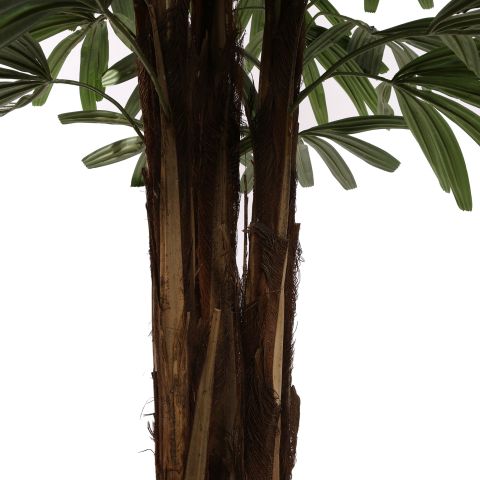 RHAPSIS PALM X6 200CM GREEN