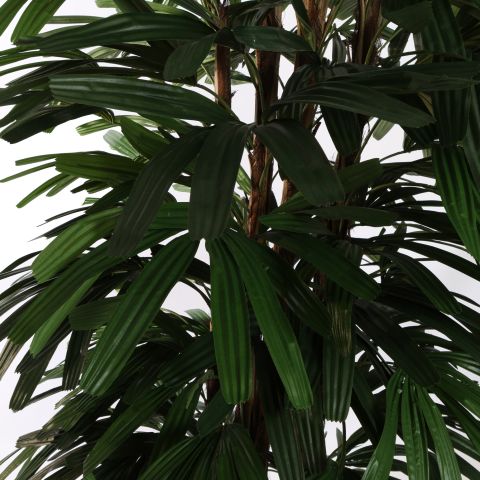RHAPSIS PALM X6 200CM GREEN