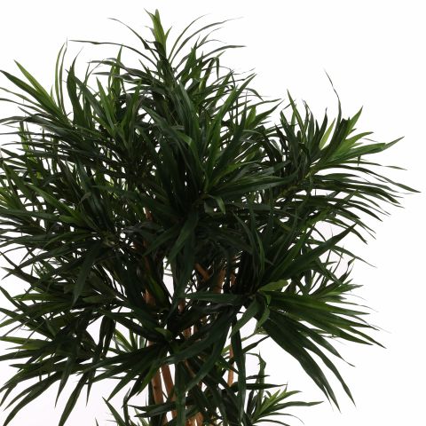 DRACAENA REFLEXA ANITA 150CM GREEN