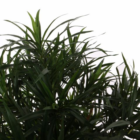 DRACAENA REFLEXA ANITA 150CM GREEN