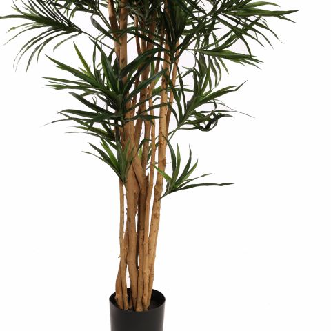 DRACAENA REFLEXA ANITA 150CM GREEN
