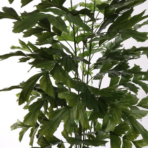 FISHTAIL PALM 180CM GREEN