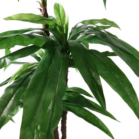 DRACEANA TREE 150CM GREEN