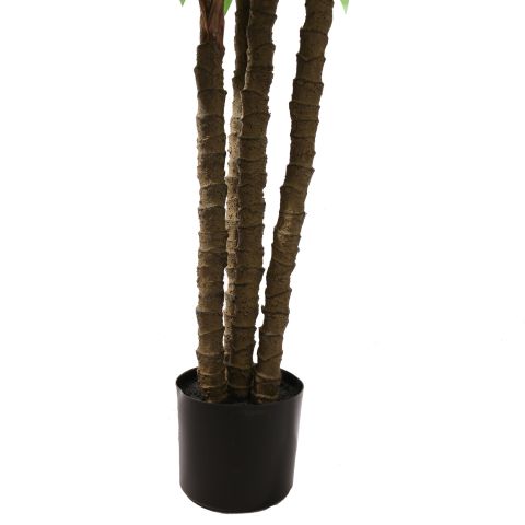 DRACEANA TREE 150CM GREEN