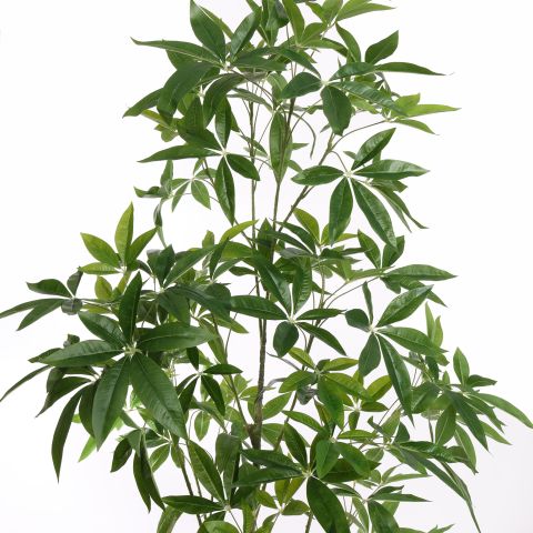 PACHIRA 210CM GREEN