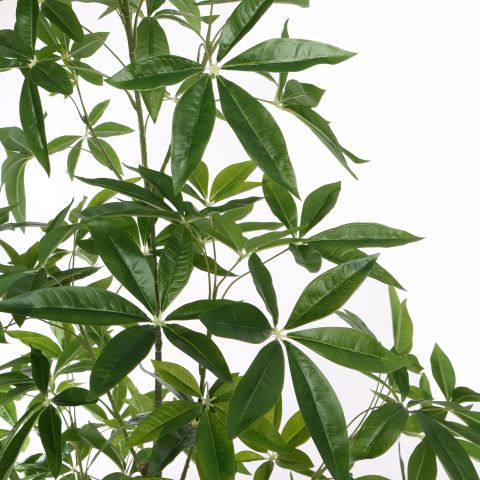 PACHIRA 210CM GREEN
