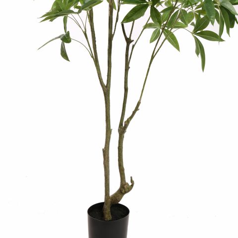 PACHIRA 210CM GREEN