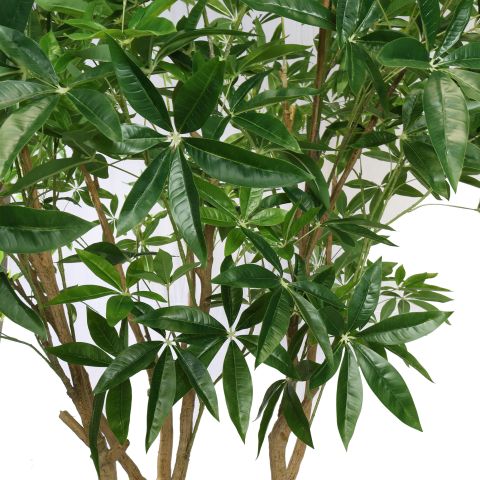 PACHIRA GIANT 290CM GREEN