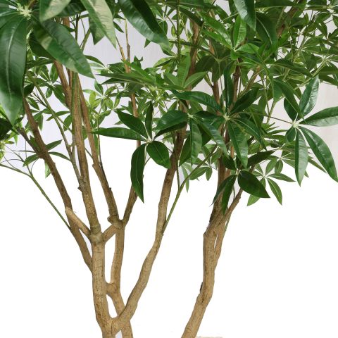 PACHIRA GIANT 290CM GREEN