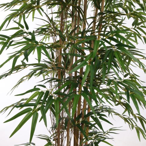 BAMBUSA BAMBOO 180CM GREEN