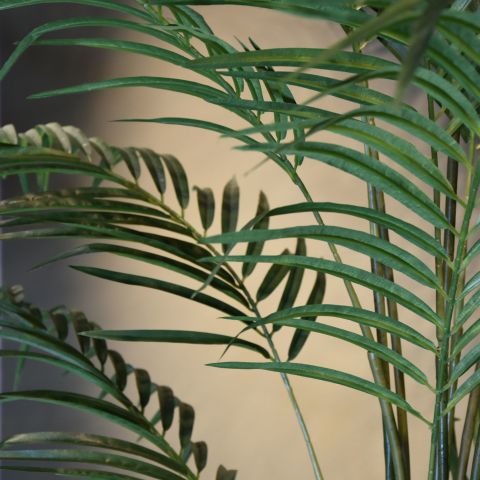 GIANT ARECA PALM X 24 270CM (K.D. packing)