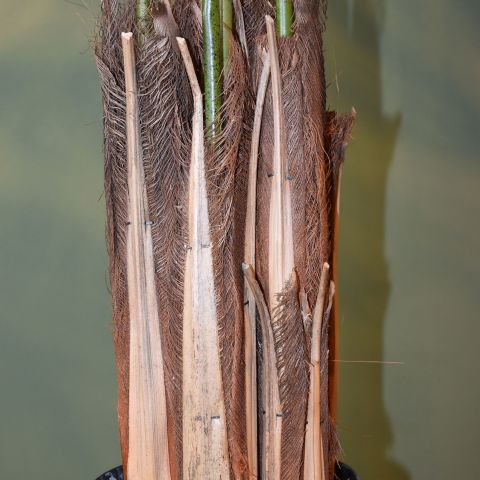 GIANT ARECA PALM X 24 270CM (K.D. packing)