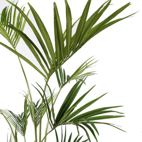 KENTIA PALM X 11 180CM GREEN