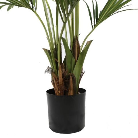 KENTIA PALM X 11 180CM GREEN